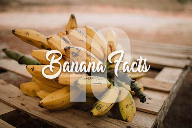 10-banana-facts
